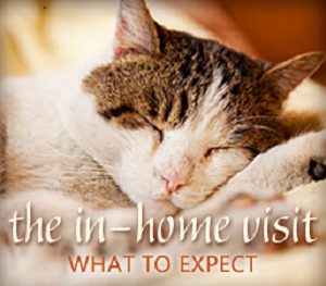 Home Euthanasia what to expect